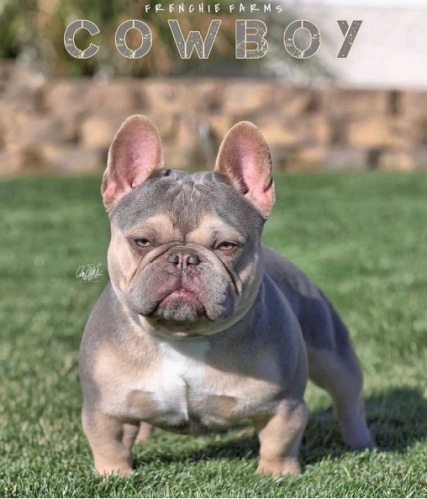 Cowboy French Bulldog Stud Frenchie Breedings 2021