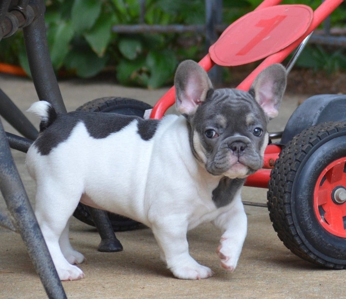 Georgia bulldog puppies for hot sale sale