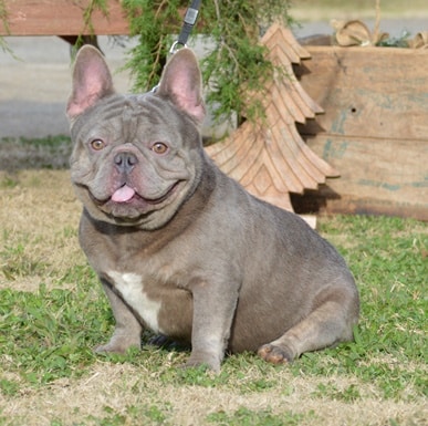 Top Producing French Bulldog Stud Service | Best Frenchie Stud Dogs ...